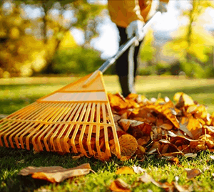 Churchyard Leaf Clearance